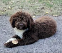 naturopathie pour animaux image d'un chien.
