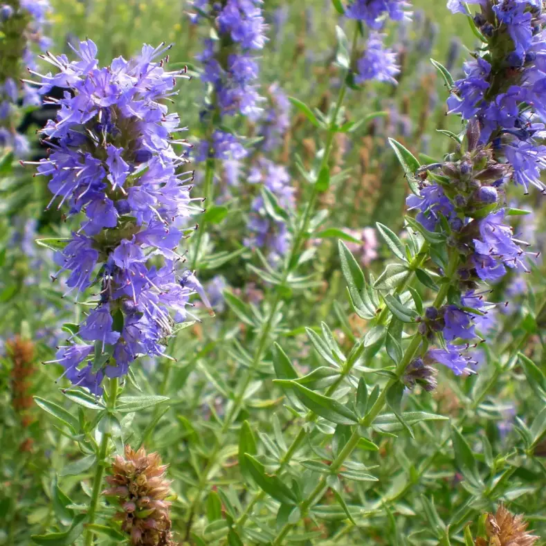 image de l'Hysope, naturopathie ateliers pédagogiques