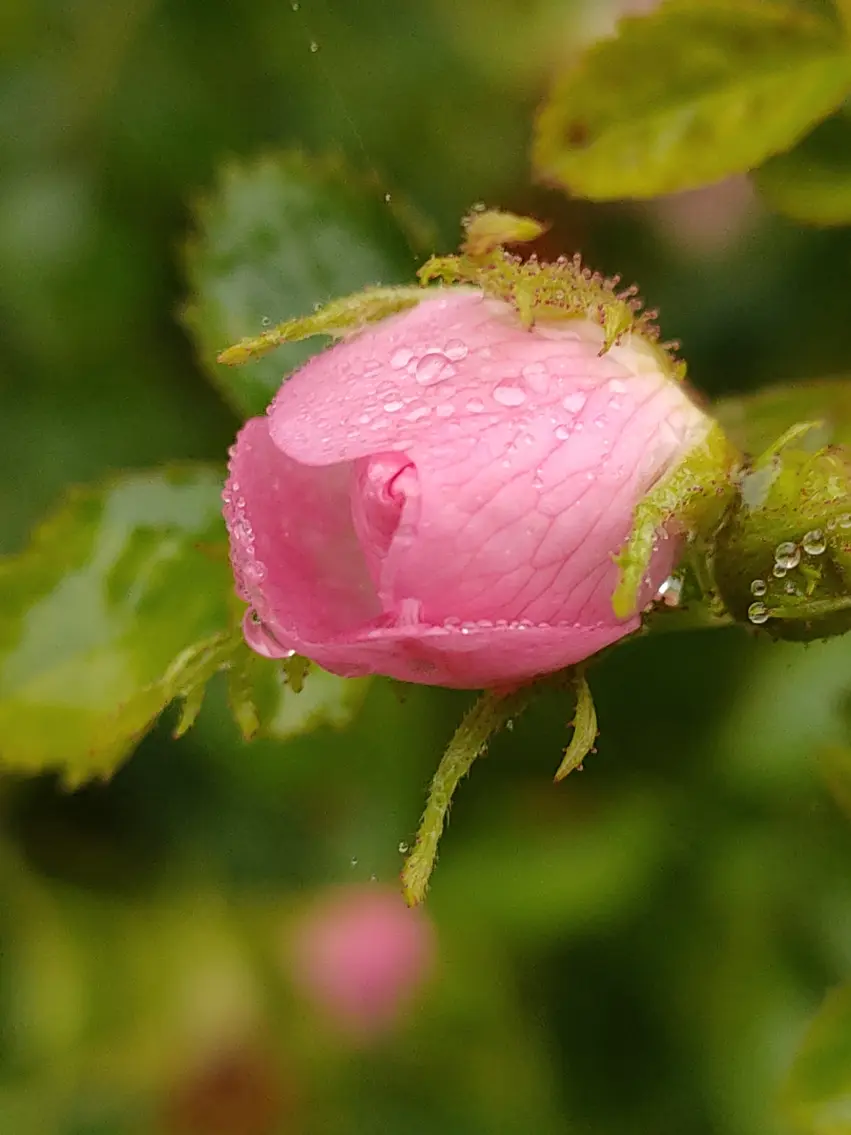 image d'une fleur d'églantier, faire ses produits ménager soi-même
