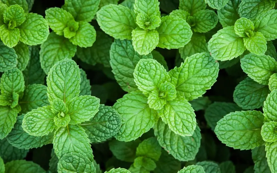 image de la menthe, conseils en alimentation, nutrition