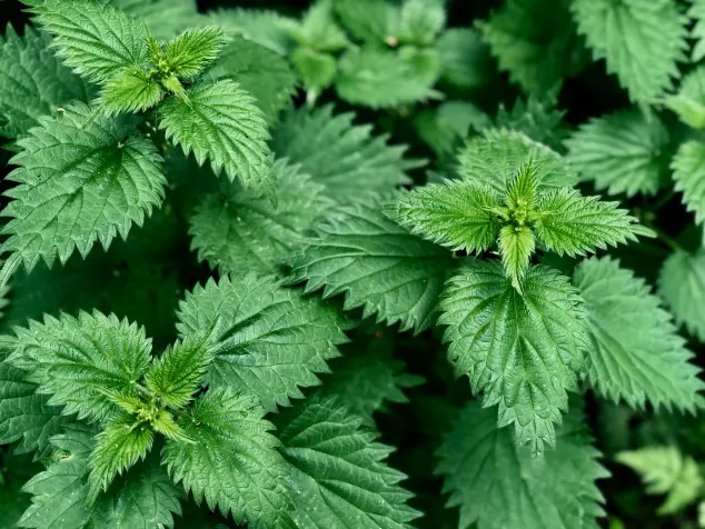 image de l'ortie, soigner avec les plantes