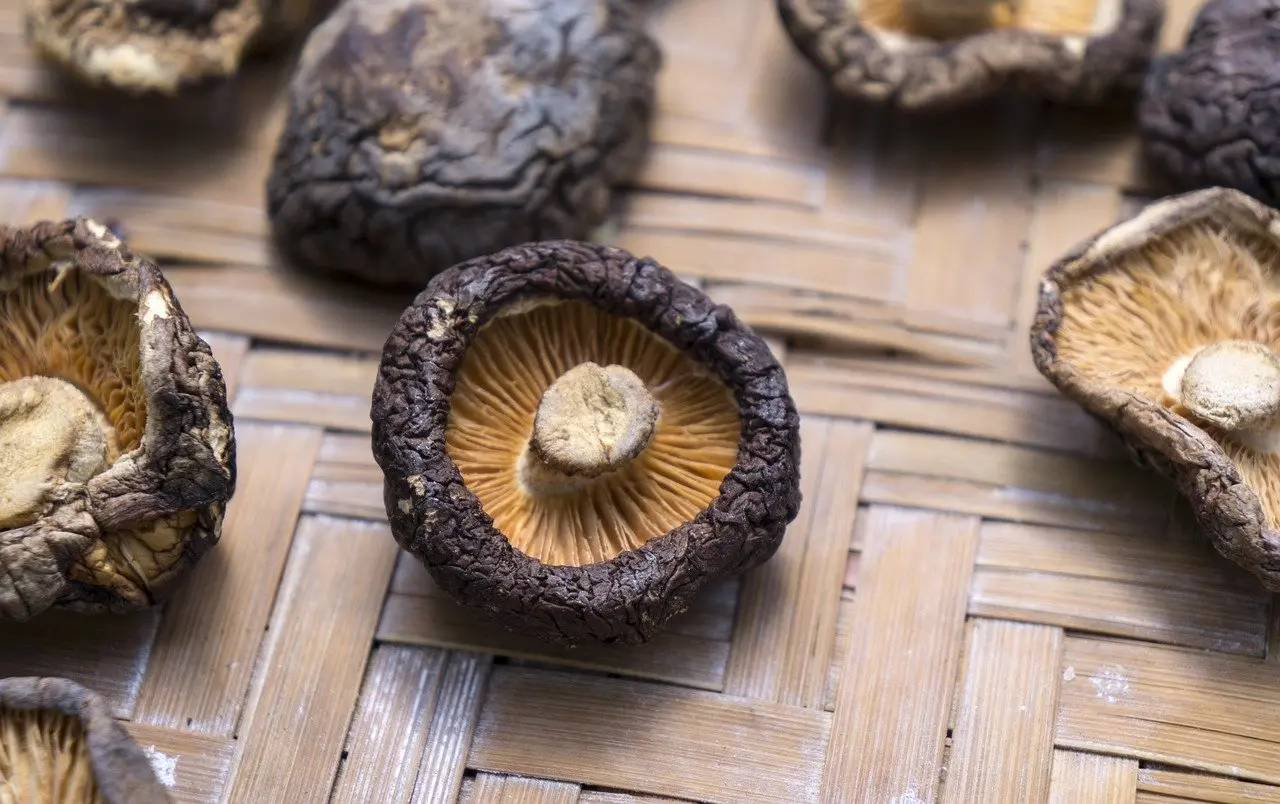 image soigner avec les champignons